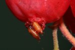 Pupa coming out of the fruit. This is clearly visible in red and blue berries.