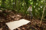 Drag sampling to collect ticks from the leaf litter and vegetation