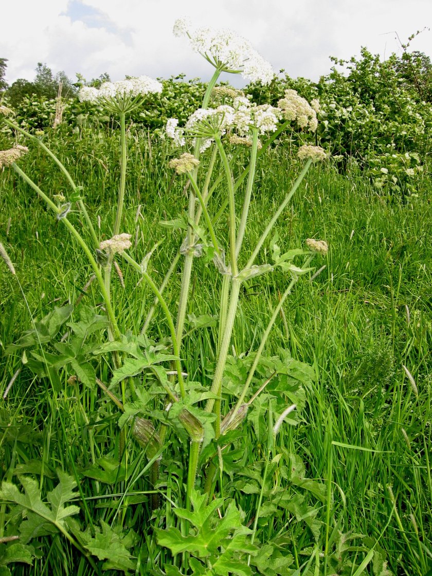 Gewone Berenklauw (Heracleum sphondylium) Bron: Wikipedia