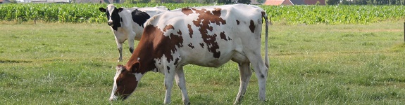 GrASTech_grazing cows_575x150.jpg